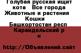 Голубая русская ищит кота - Все города Животные и растения » Кошки   . Башкортостан респ.,Караидельский р-н